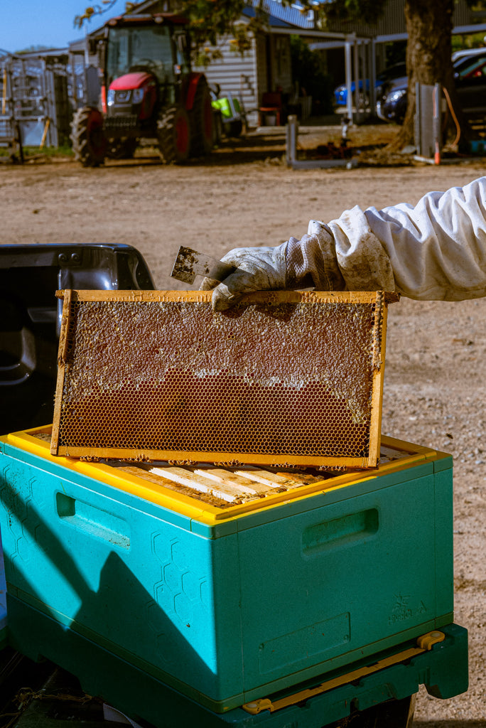 Messina Dairy Farm Numurkah - Hives for our own honey