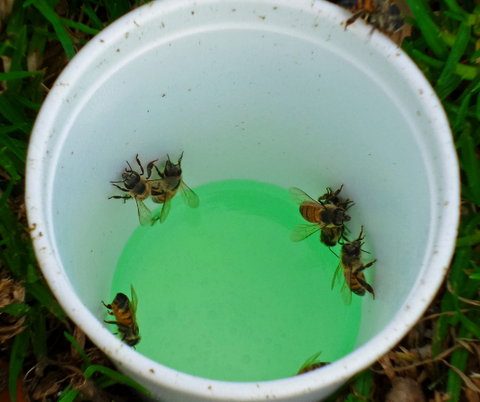 Bees in Drink Cup