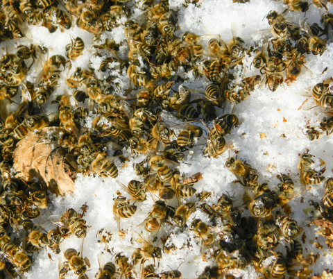 Bees in Winter | BeesNThings