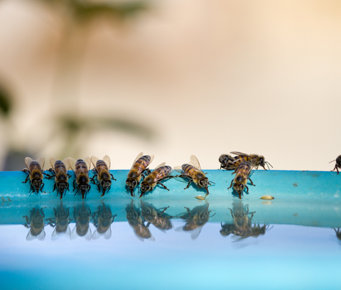 Sugar water to for bee bait