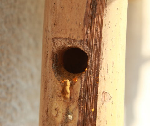 Carpenter bee hole in wood
