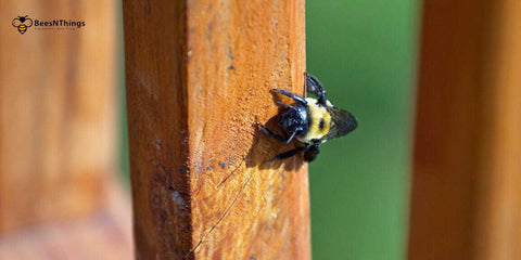 Spring Prep to Avoid Carpenter Bees