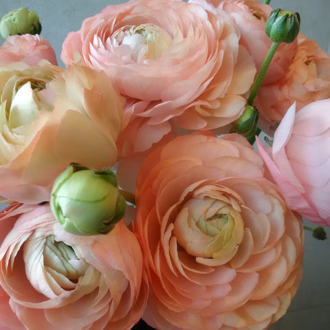 Italian Ranunculus