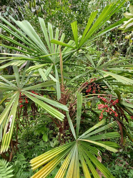 Licuala mattanensis 'Mapu' – Paradise Palm – Buy seeds at