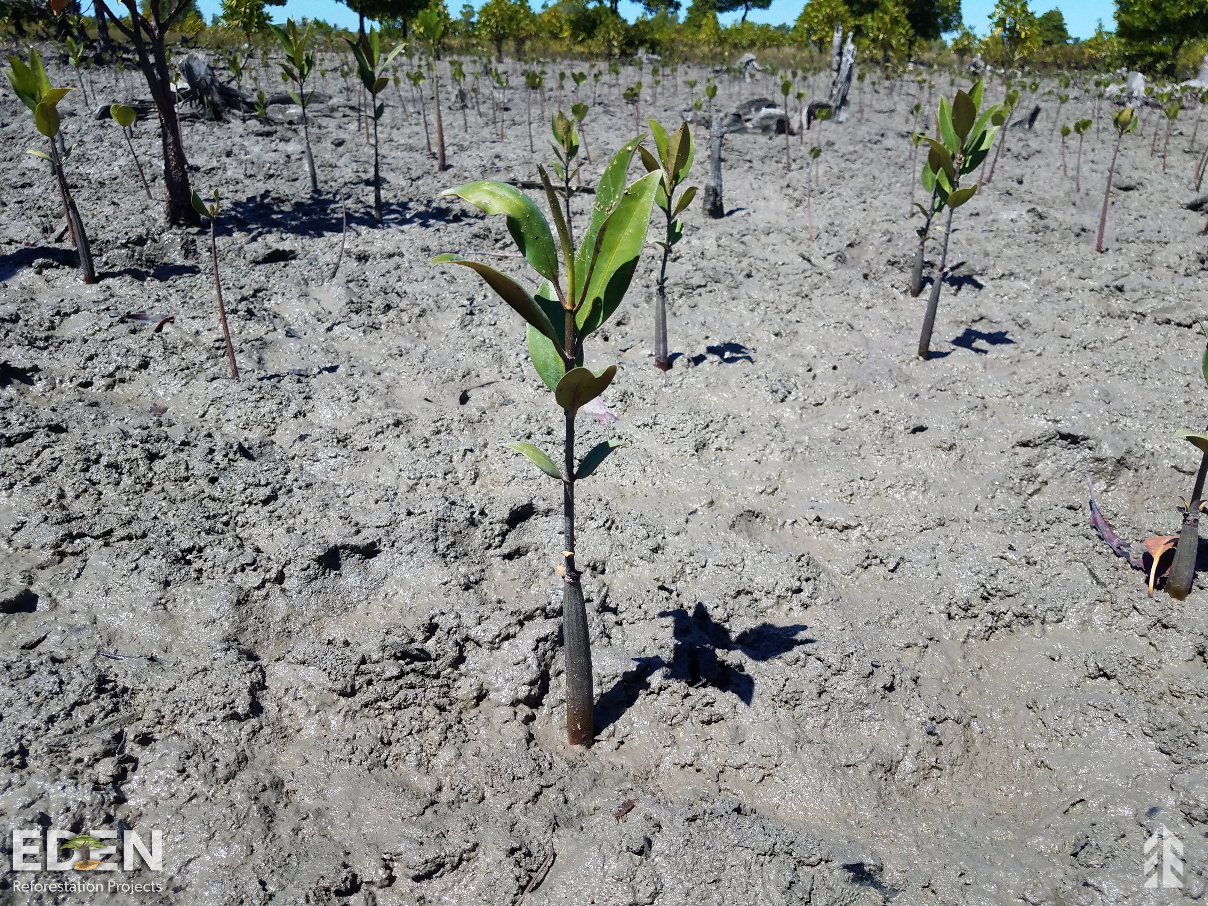 mangrove root