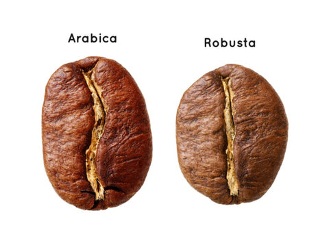 Arabica beans VS Robusta Benas, K+ Coffee School