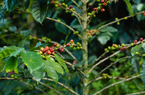 Coffee Trees and Coffee Cherries
