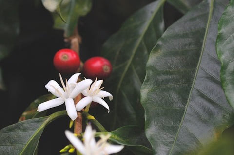 Coffee flowers and coffee cherries