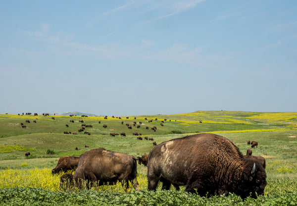 Bison Grazing On Green Pasture