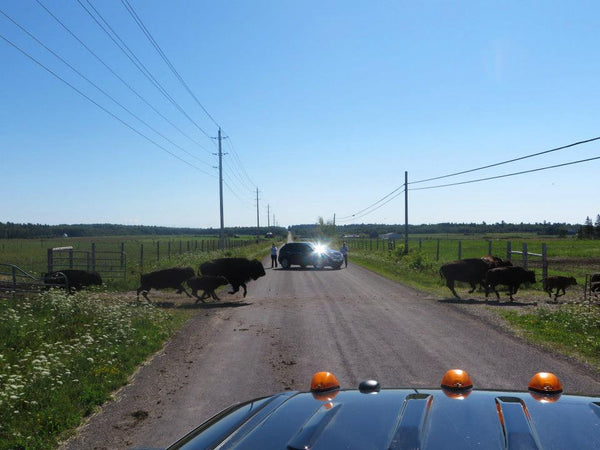 Bison running across a road from one pasture to another.