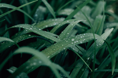 Water droplets on blades of grass