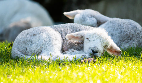 baby lamb sleeping peacefully in a sunny field