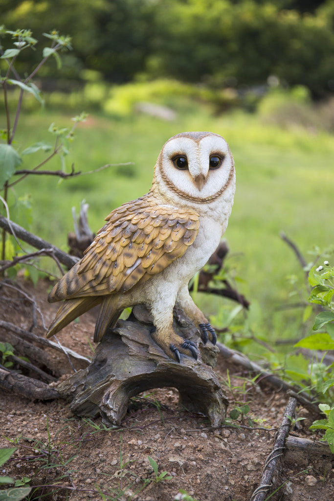 Buy Barn Owl On Branch For Sale Online In Usa Canada