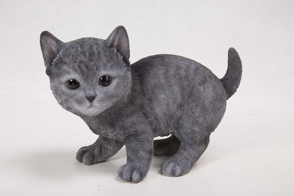 Buy Cat-Russian Blue Kitten for Sale Online in USA ...