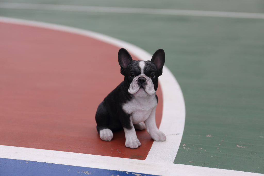 Buy French Bulldog Puppy for Sale Online in USA & Canada ...