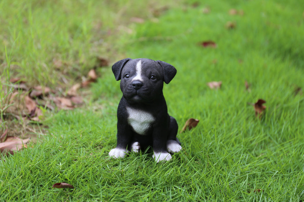 Buy Staffordshire Pitbull Puppy for Sale Online in USA ...