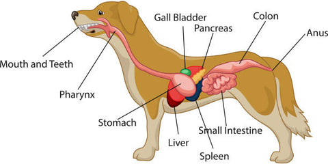 dog digestive system