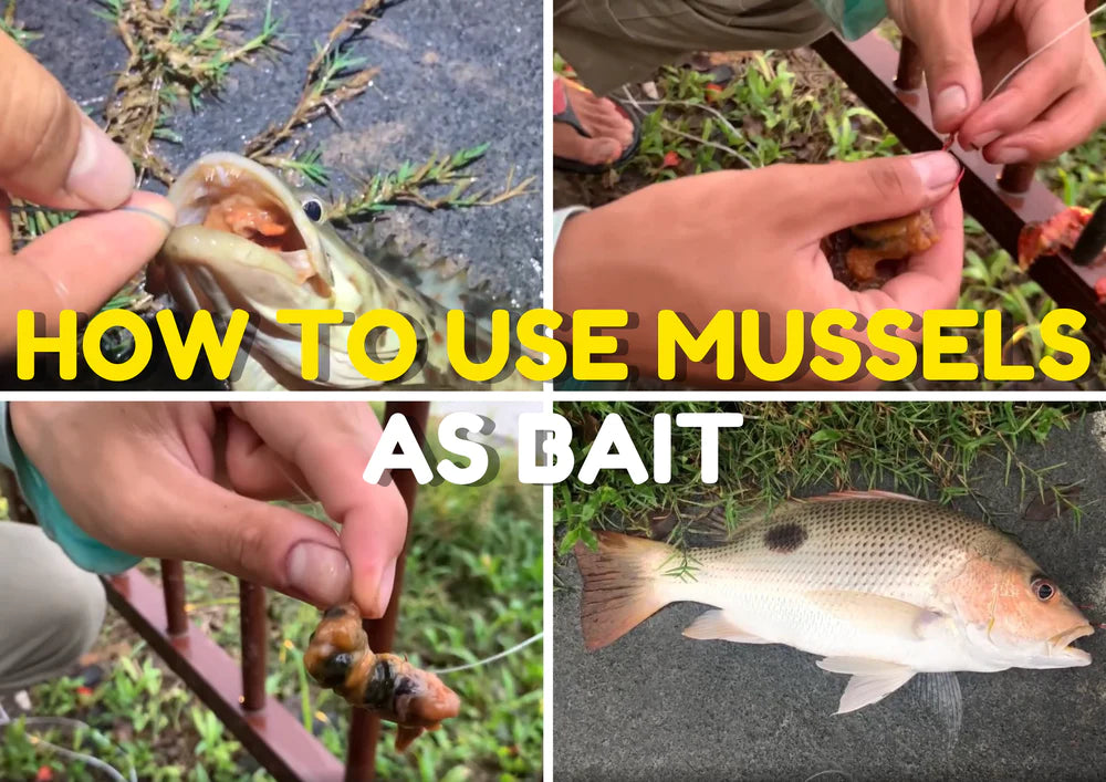How to Use Mussels as Bait