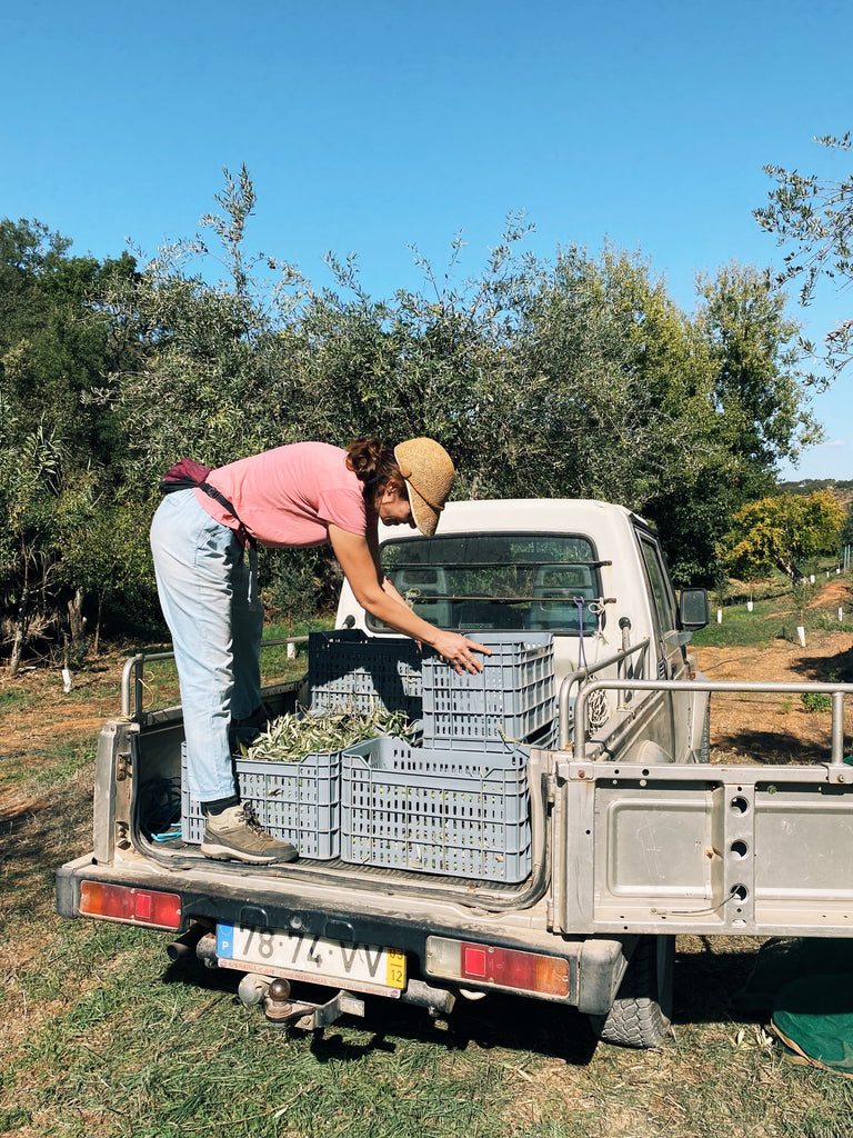 Harvest of Citizens of Soil Portuguese Single estate extra virgin olive oil