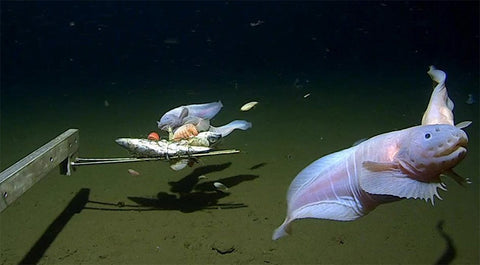 A snailfish swimming next to an underwater robot