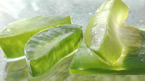 A close-up view of fresh aloe vera leaves, highlighting the plant's natural and healing properties.