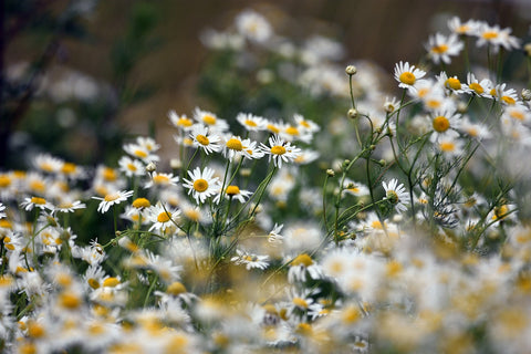 A close-up image of chamomile flowers.