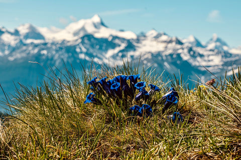 Gentian flowers, the source of gentian root extract, showcasing the vibrant colors and appearance of this herbal remedy, used for various health benefits.