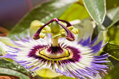 A passion flower, flower with many health benefits