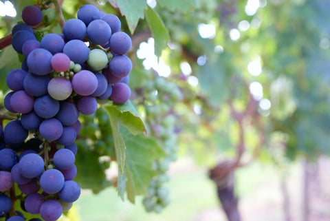 Close-up image of ripe grapes, illustrating the natural source of grape seed extract and its many health benefits.