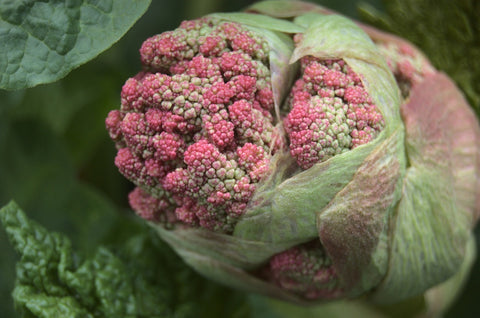 Image depicting the rhubarb plant, the source of the beneficial rhubarb root extract.