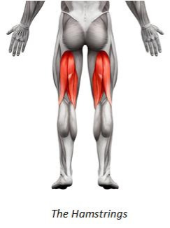 The Hamstrings Diagram with Red Highlight