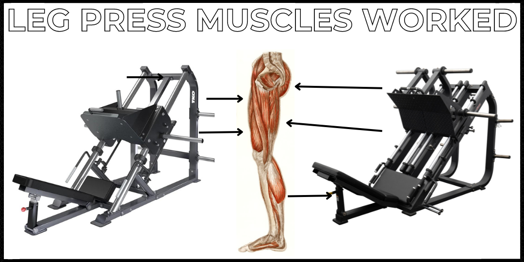 Leg Press Muscles Worked Featured Image