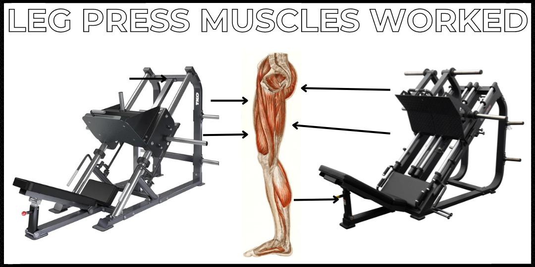 Leg Press Machine Muscles Worked