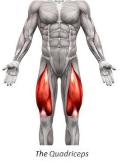 The Quadriceps Muscles Highlighted in Red Diagram