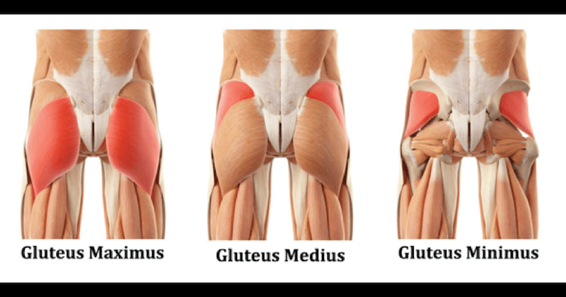 The Glute Muscles Diagram with red highlights