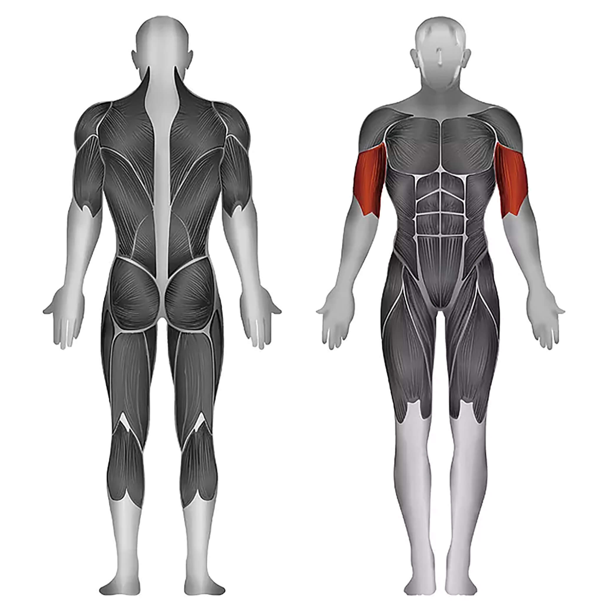 steelflex plbc target muscles