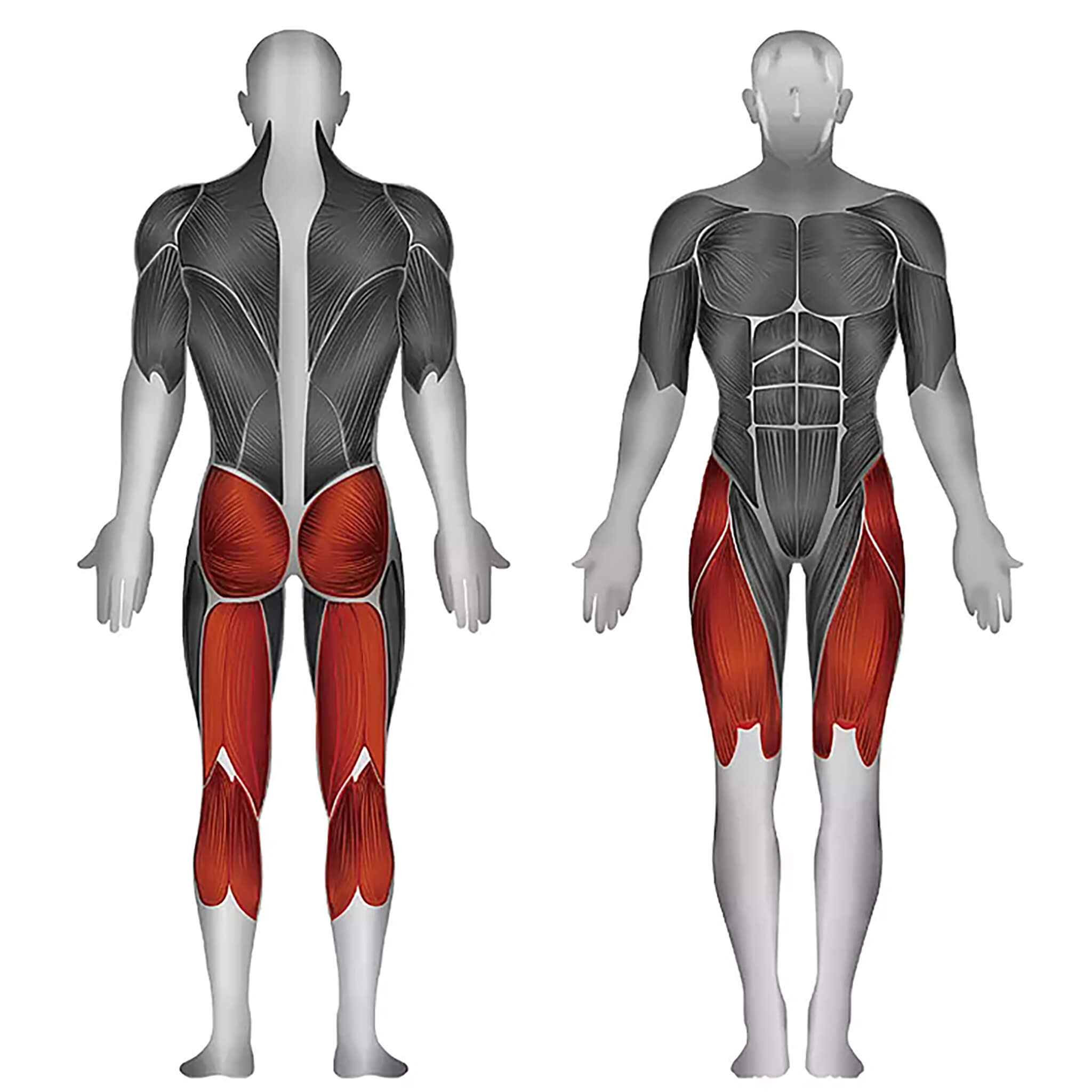 steelflex pldp target muscles