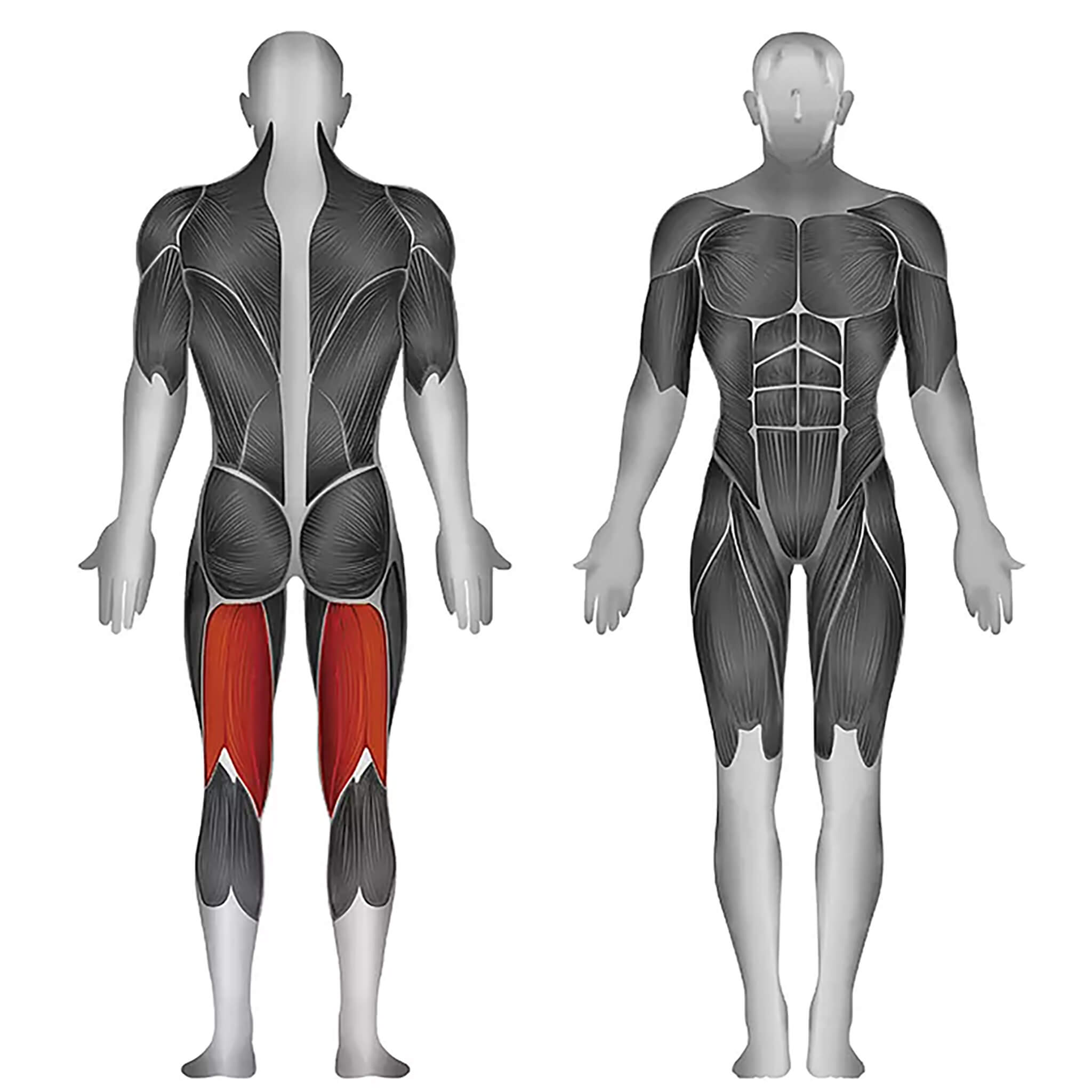 steelflex pllc target muscles