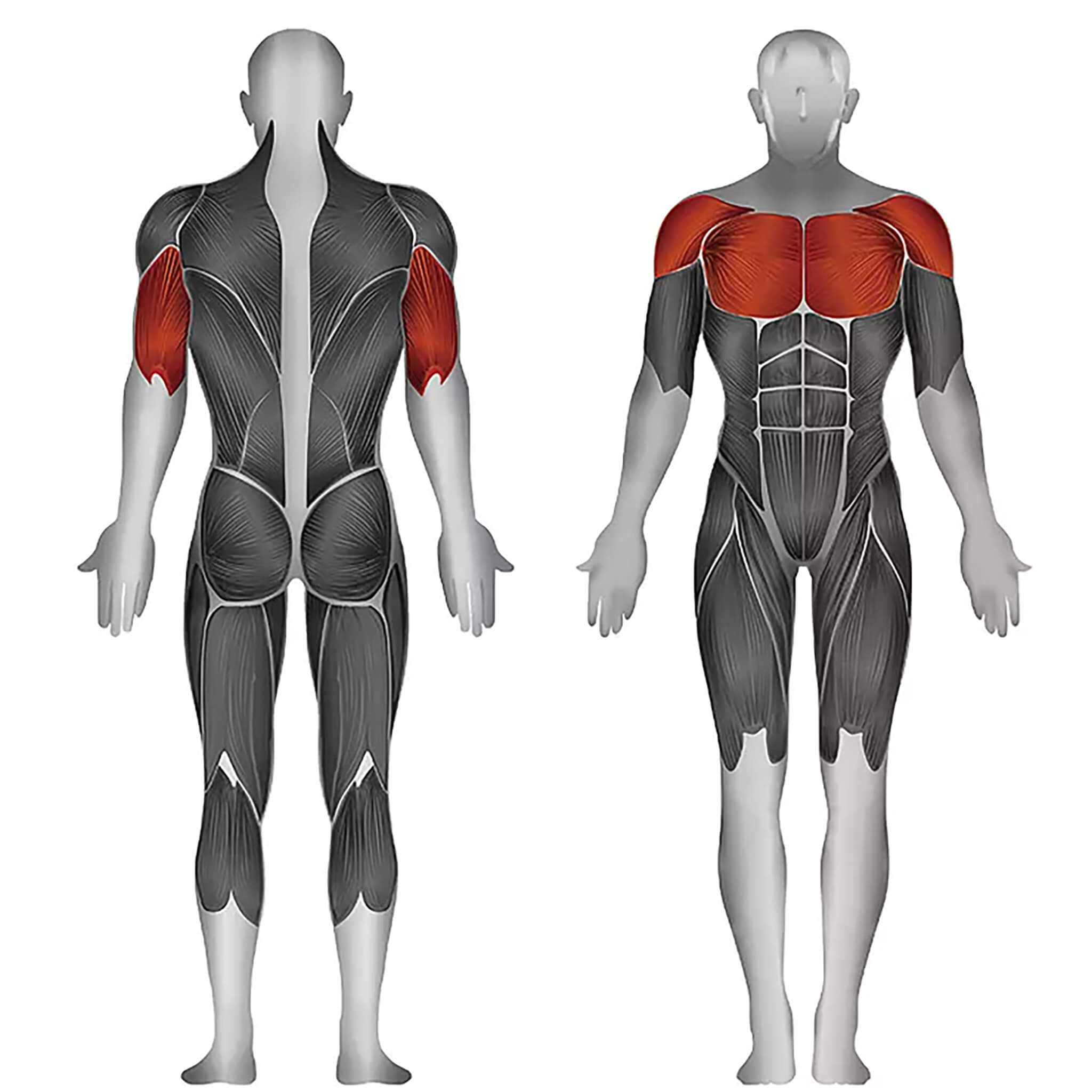 steelflex psdp target muscles