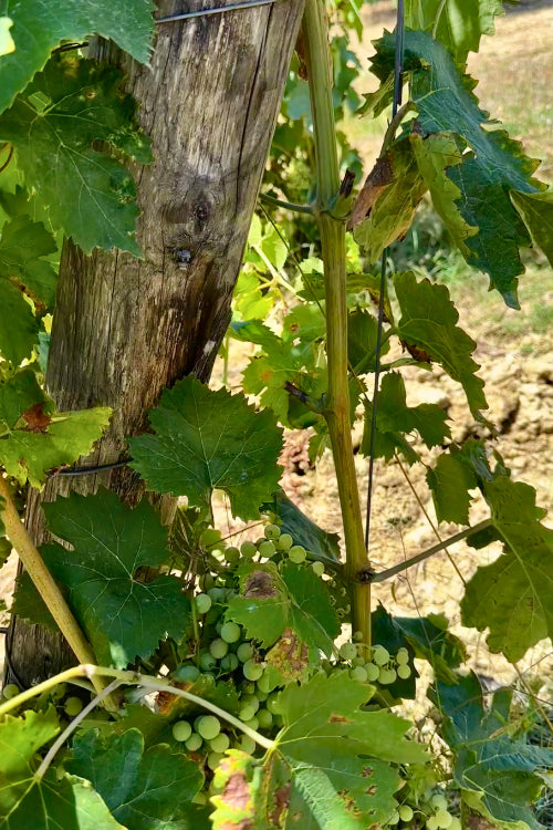 tralci di vite di trebbiano toscano