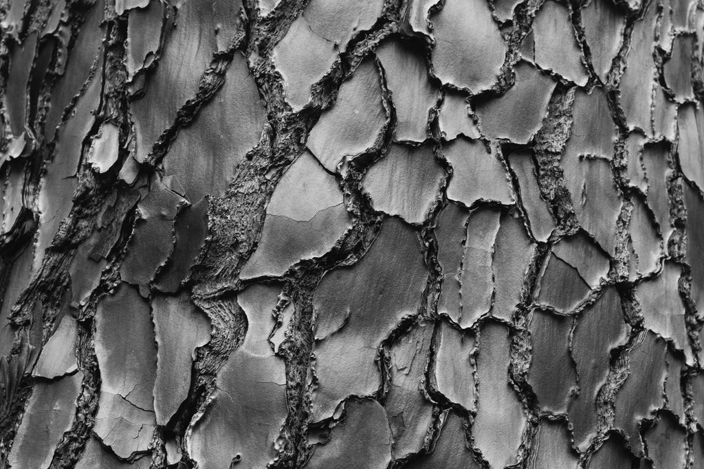 Pinus pinaster bark upclose