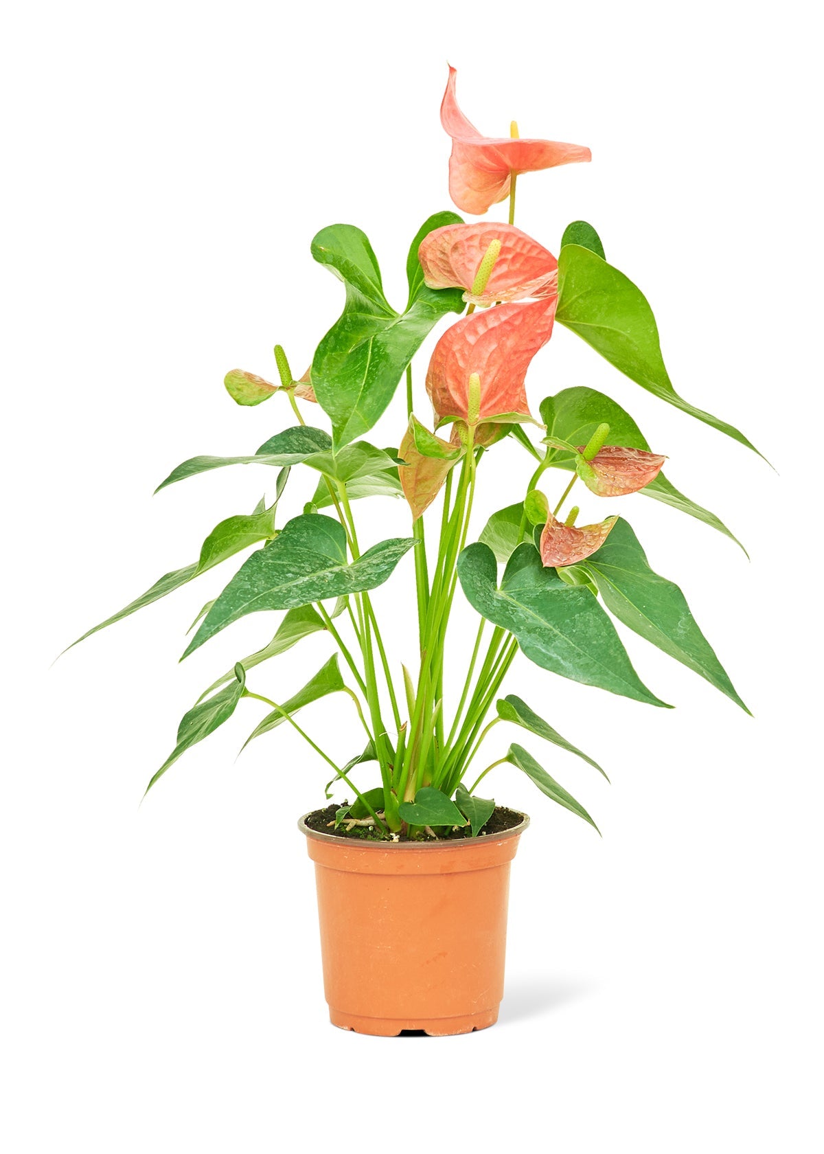 Anthurium Pink Flamingo Flora