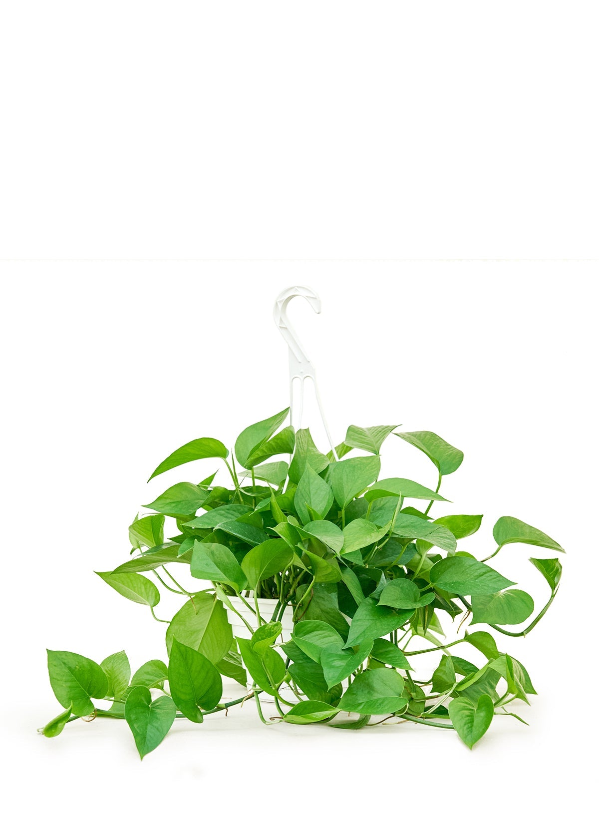 Pothos Jade Flora