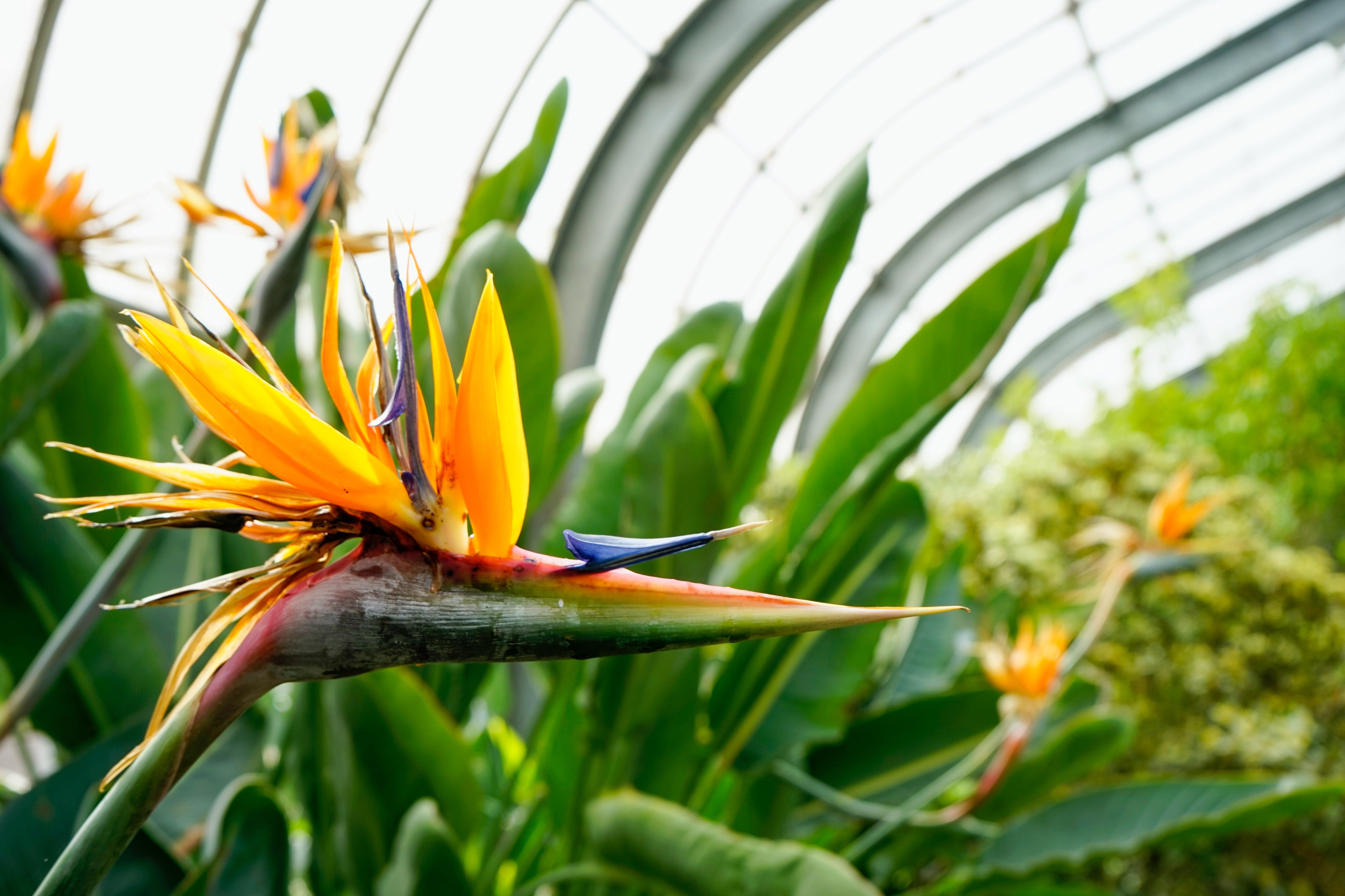 Bird of Paradise Plant: A Beautiful Plant with Low Human Toxicity