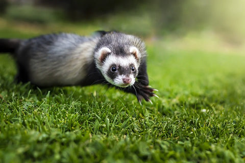 Ferrets: Playful and Loving-elanura