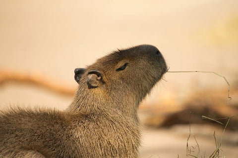 Capybaras: Giant Cuddle Buddies-elanura