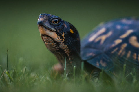 Box Turtles: Slow and Steady Lifespan-ElaNuRa