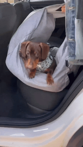 dog crate for car backseat uk