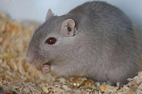 Rats: Affectionate and Intelligent-elanura