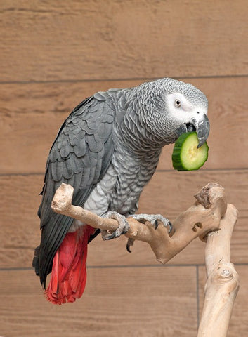 African Grey Parrots: Talkative and Timeless-ElaNuRa